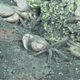 Image: Schmidt Ocean Institute